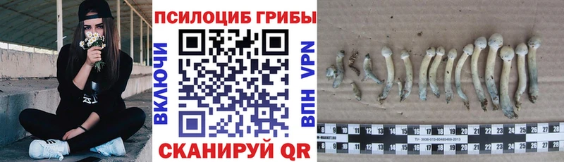 Псилоцибиновые грибы Cubensis Купить где Старица